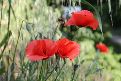 Close-up of red poppy flower on field