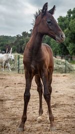 Horse foal standing in ranch