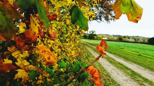 Leaves on field