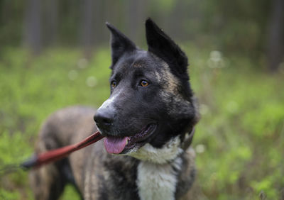 Close-up of dog looking away