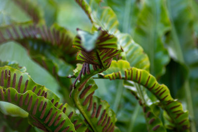 Close-up of fresh green leaves