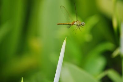 Close-up of insect on leaf