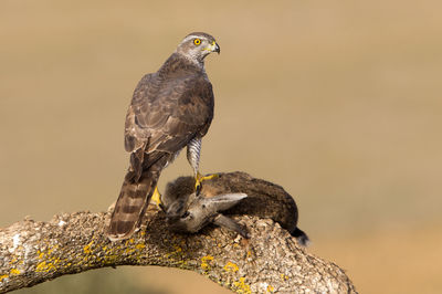 Close-up of bird perching on branch