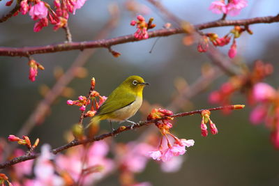 Close-up of bird perching on branch