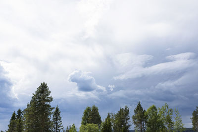 Low angle view of trees against sky