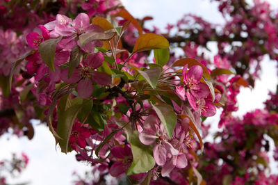 Close-up of pink cherry blossoms
