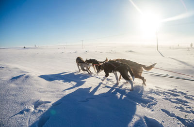 A beautiful six dog team pulling a sled in beautiful norway morning scenery. 