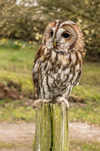 Close-up of owl perching on wooden post