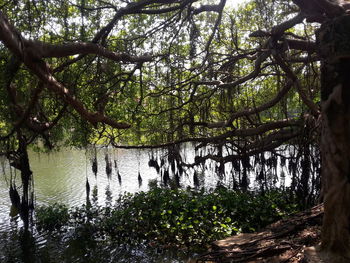 Trees by river in forest