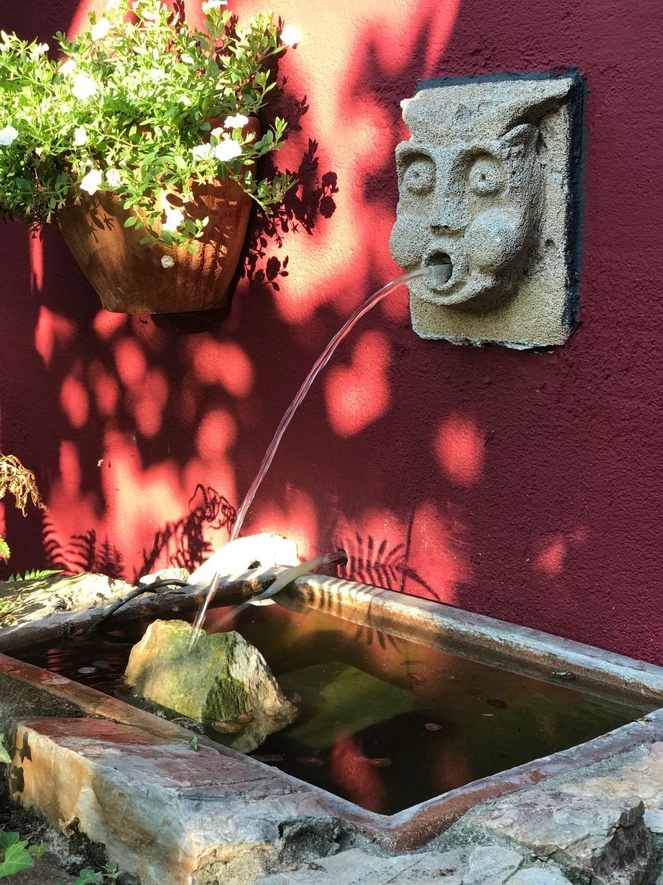 CLOSE-UP OF POTTED PLANT BY WALL