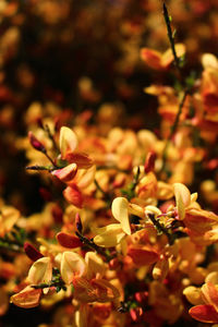 Close-up of flowers