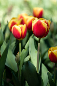 Close-up of red tulip