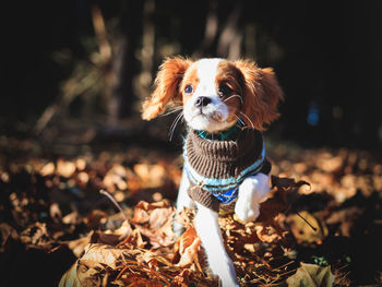 Dog looking away on field