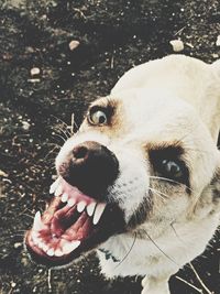 Portrait of dog snarling