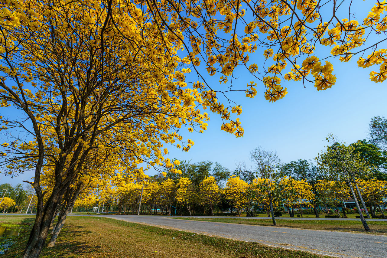 TREES BY ROAD AGAINST SKY DURING AUTUMN IN PARK