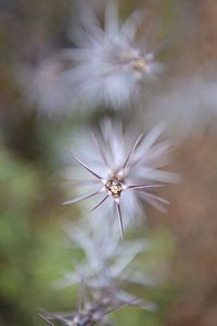 Close-up of insect on flower