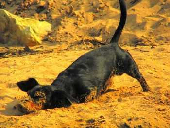 Black dog in sand