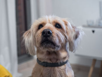 Close-up portrait of dog at home