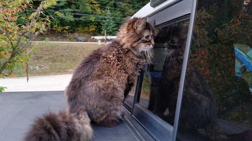 Close-up of cat by car