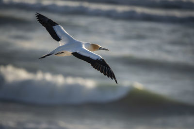 Seagull flying over sea