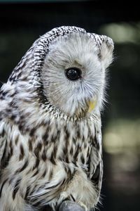 Close-up portrait of owl