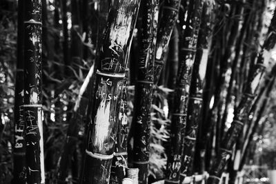Full frame shot of bamboo trees in forest