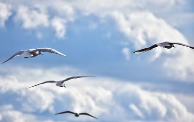 Seagulls in the sky