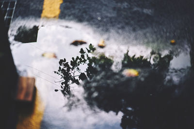 Close-up of caterpillar
