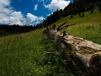 Scenic view of field against sky