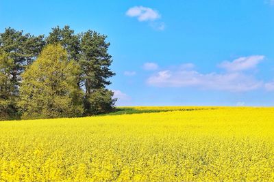 Scenic view of field against cloudy sky