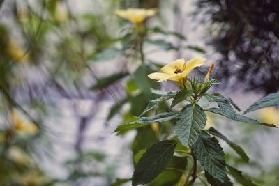 Close-up of yellow flower blooming outdoors