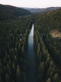 High angle view of river amidst trees at forest