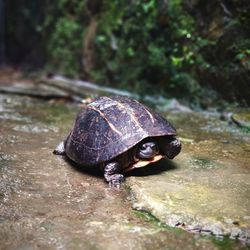 Slow life of a tortoise