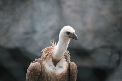 Close-up of a eagle