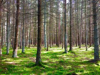 View of trees in forest