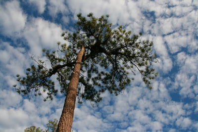 Low angle view of tree against sky