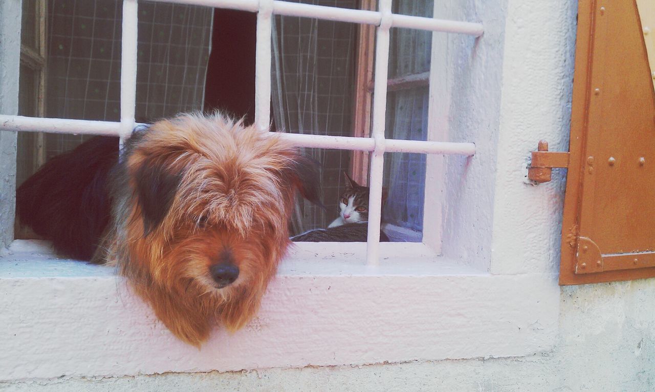 domestic animals, animal themes, one animal, pets, mammal, dog, window, indoors, animal hair, built structure, door, architecture, house, building exterior, brown, glass - material, day, looking through window, animal head, home interior