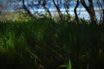 Grass growing on grassy field