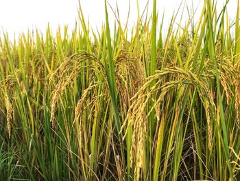 Close-up of wheat crops on field against sky