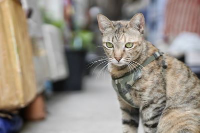 Portrait of cat sitting outdoors