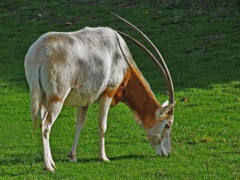 Scimitar oryx grazing on field