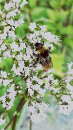 Close-up of bee on flower