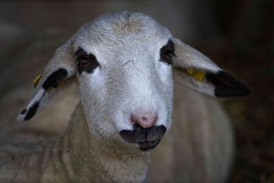 Close-up portrait of goat