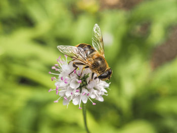 Close-up of bee pollinating on flower