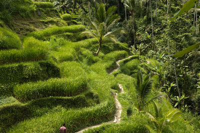 Scenic view of agricultural field