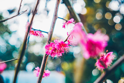 Close-up of pink flowering plant