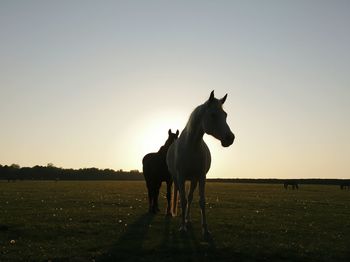 Horses standing on field against clear sky