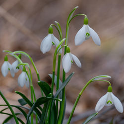 Close-up of white flowering plant