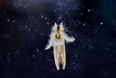 Close-up of an animal