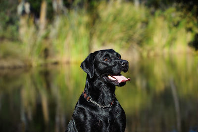 Close-up of black dog sitting next to lake